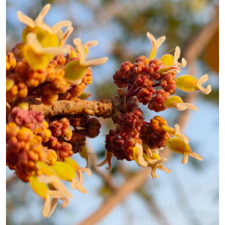 Holoptelea integrifolia