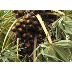 Borassus flabellifer