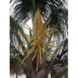 Borassus flabellifer