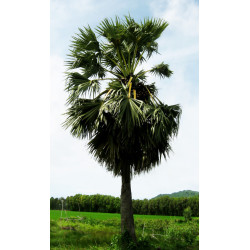 Borassus flabellifer