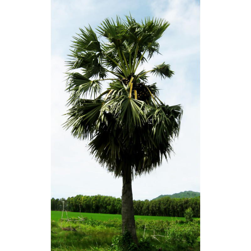 Borassus flabellifer