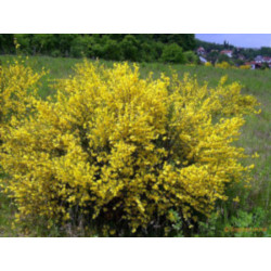 Cytisus scoparius
