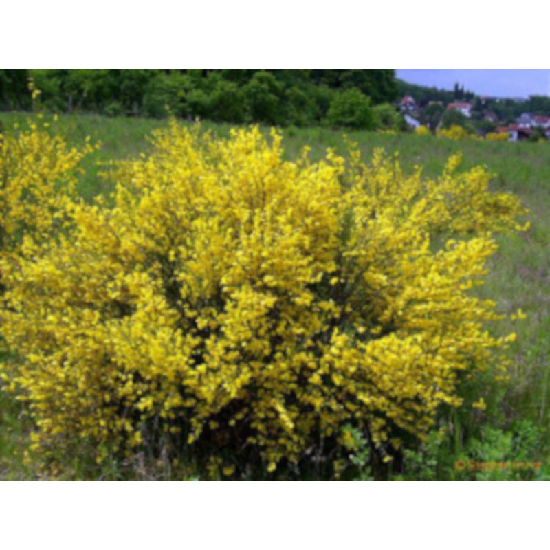 Cytisus scoparius