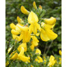 Cytisus scoparius