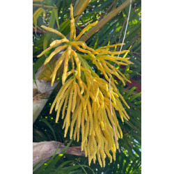 Chrysalidocarpus lutescens