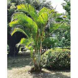 Chrysalidocarpus lutescens