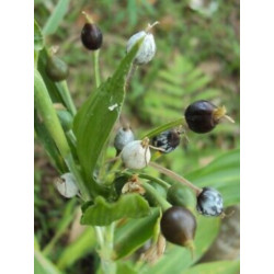 ŁZAWNICA OGRODOWA Oix lacryma-jobi