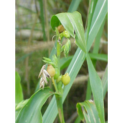 ŁZAWNICA OGRODOWA Oix lacryma-jobi