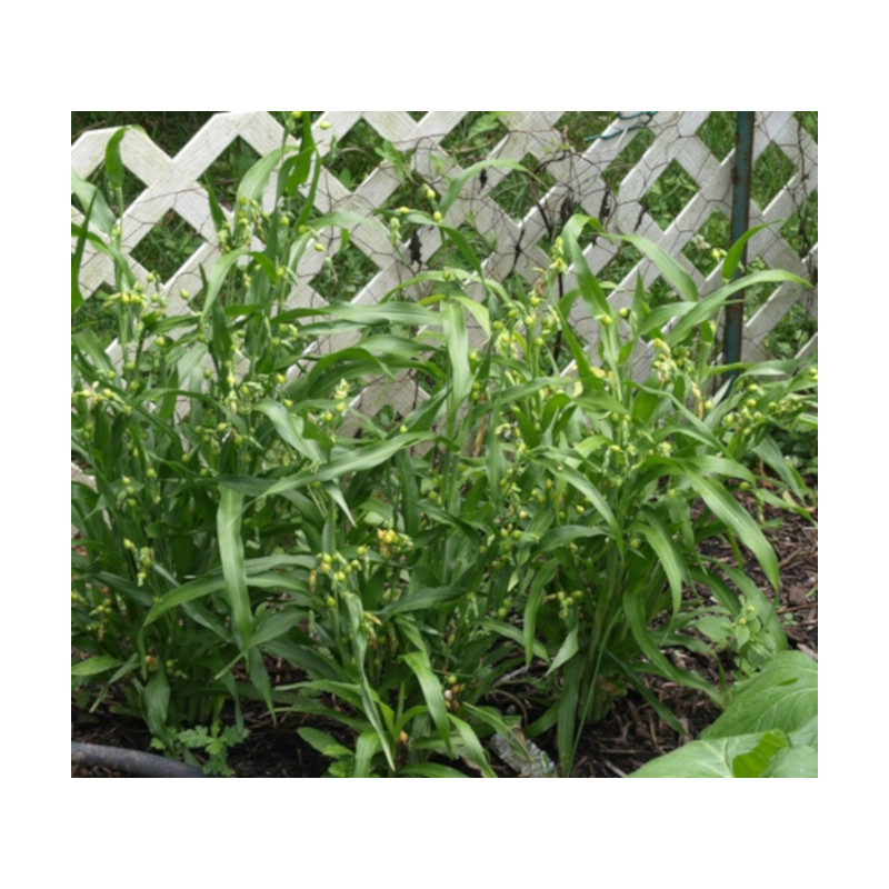 ŁZAWNICA OGRODOWA Oix lacryma-jobi