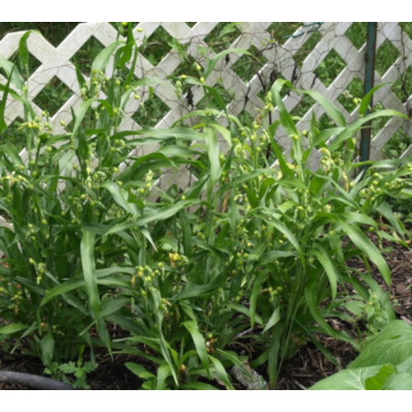 ŁZAWNICA OGRODOWA Oix lacryma-jobi