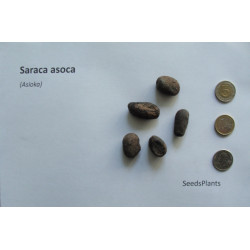 ASIOKA Saraca asoca