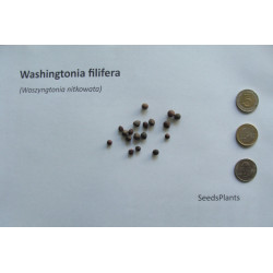 Washingtonia filifera