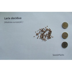 Larix decidua