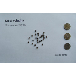 BANANOWIEC RÓŻOWY Musa velutina