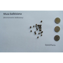 BANANOWIEC BALBISIANA Musa balbisiana