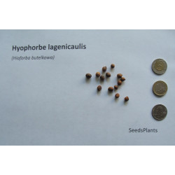Hyophorbe lagenicaulis