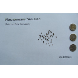 Picea pungens 'San Juan'