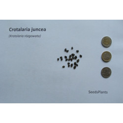 Crotalaria juncea