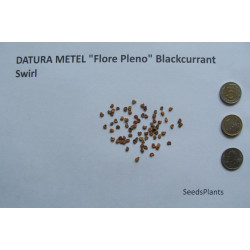 DATURA METEL "Flore Pleno" Blackcurrant Swirl