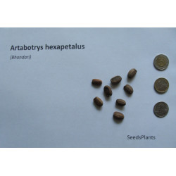 Artabotrys hexapetalus