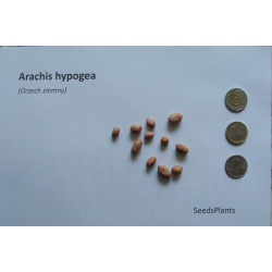 Arachis hypogea