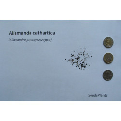 ALLAMANDRA PRZECZYSZCZAJĄCA Allamanda cathartica