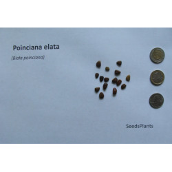 BIAŁA POINCIANA Poinciana elata