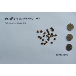 MĘCZENNICA OLBRZYMIA Passiflora quadrangularis