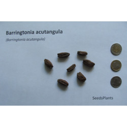 Barringtonia acutangula