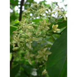 PARCZELINA TRÓJLISTKOWA Ptelea trifoliata