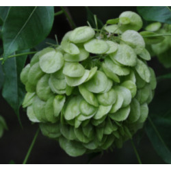 PARCZELINA TRÓJLISTKOWA Ptelea trifoliata