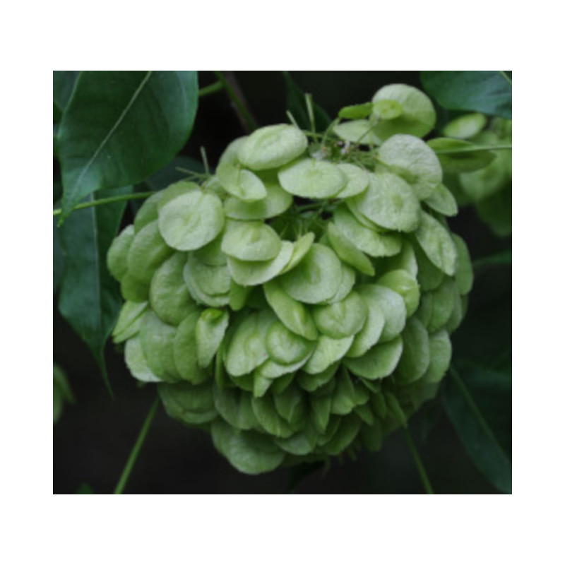 PARCZELINA TRÓJLISTKOWA Ptelea trifoliata