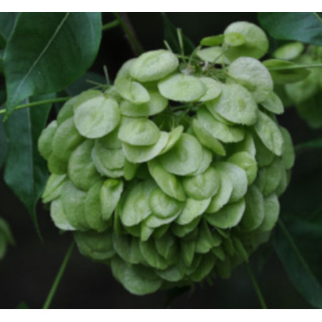 PARCZELINA TRÓJLISTKOWA Ptelea trifoliata