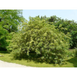 PARCZELINA TRÓJLISTKOWA Ptelea trifoliata