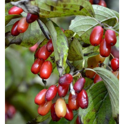 DEREŃ JAPOŃSKI Cornus officinalis