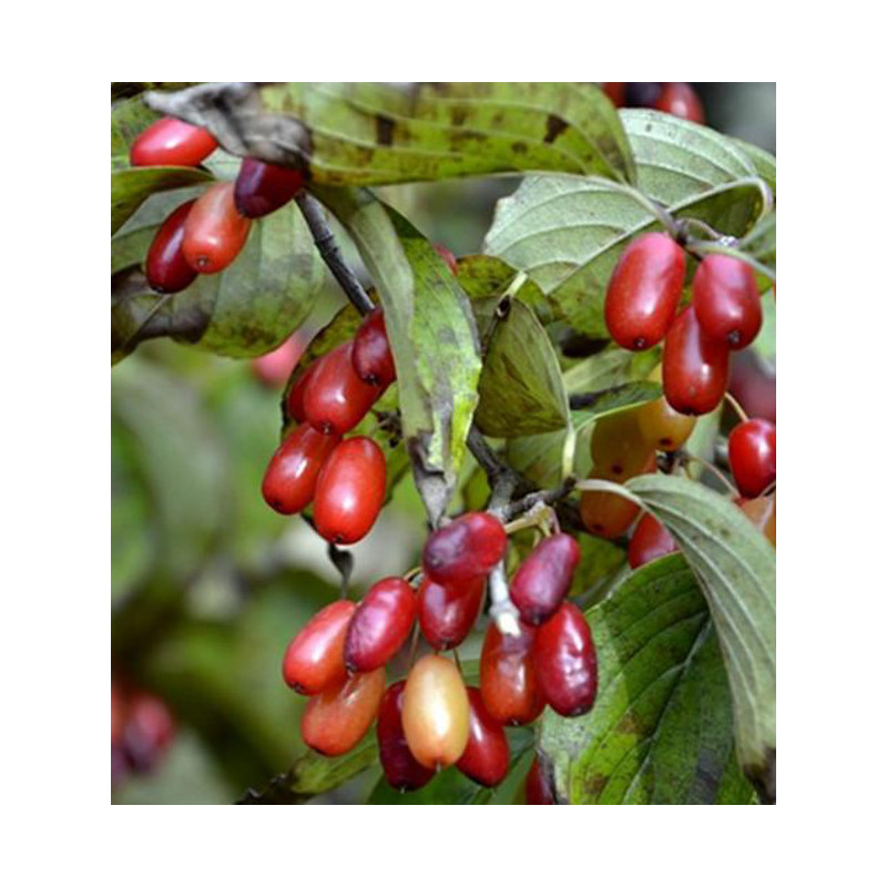 DEREŃ JAPOŃSKI Cornus officinalis