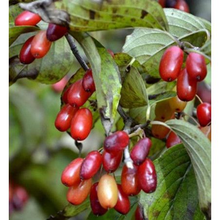 Cornus officinalis