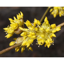 DEREŃ JAPOŃSKI Cornus officinalis