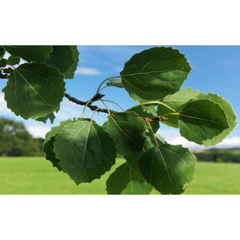 TOPOLA OSIKA Populus tremula