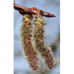 TOPOLA OSIKA Populus tremula