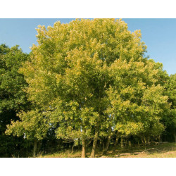 TOPOLA OSIKA Populus tremula