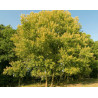 TOPOLA OSIKA Populus tremula