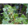 Populus canescens
