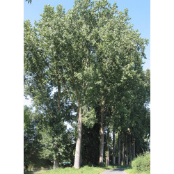 Populus canescens
