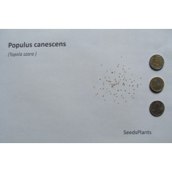 TOPOLA SZARA Populus canescens