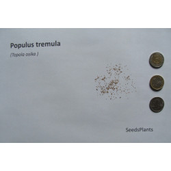 TOPOLA OSIKA Populus tremula