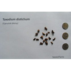 CYPRYŚNIK BŁOTNY Taxodium distichum