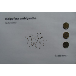 Indigofera amblyantha