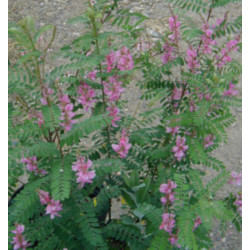 Indigofera amblyantha