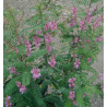 Indigofera amblyantha